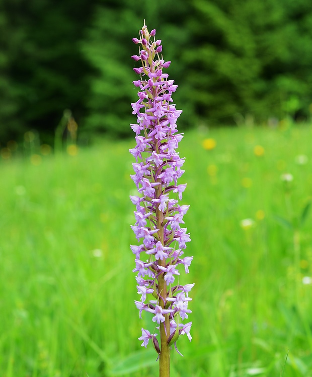 päťprstnica obyčajná Gymnadenia conopsea (L.) R. Br.