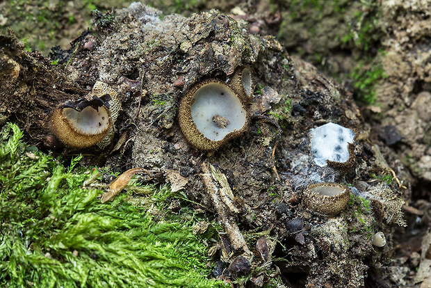 humária polguľovitá Humaria hemisphaerica (F.H. Wigg.) Fuckel