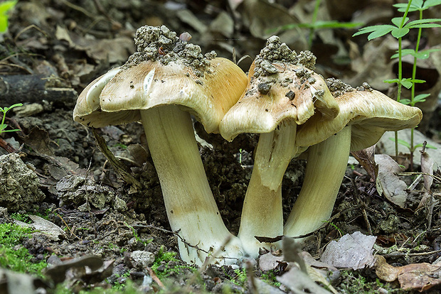 vláknica Inocybe sp.