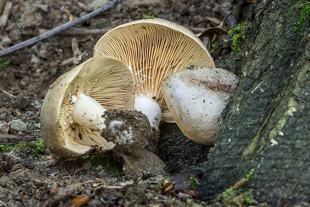 rýdzik Lactarius sp.