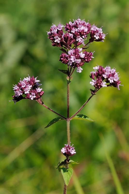 pamajorán obyčajný Origanum vulgare L.