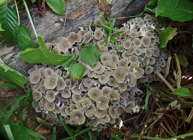 trúdnik klobúčkatý Polyporus umbellatus (Pers.) Fr.