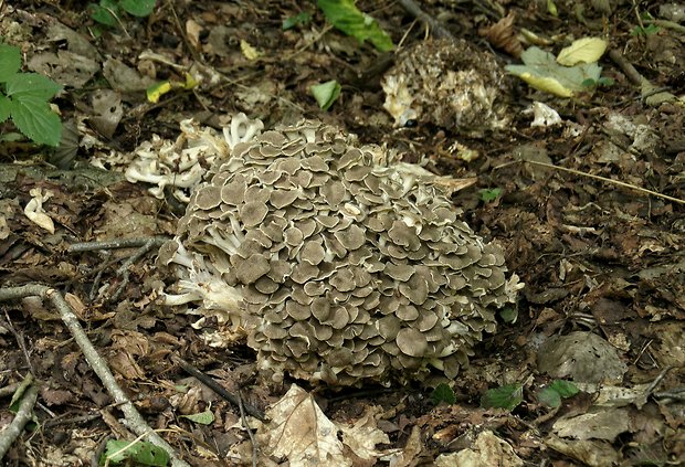 trúdnik klobúčkatý Polyporus umbellatus (Pers.) Fr.