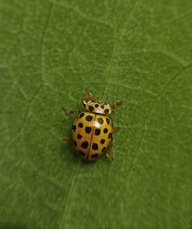 lienka múčnatá   /   slunéčko dvaadvacetitečné Psyllobora vigintiduopunctata Linnaeus, 1758