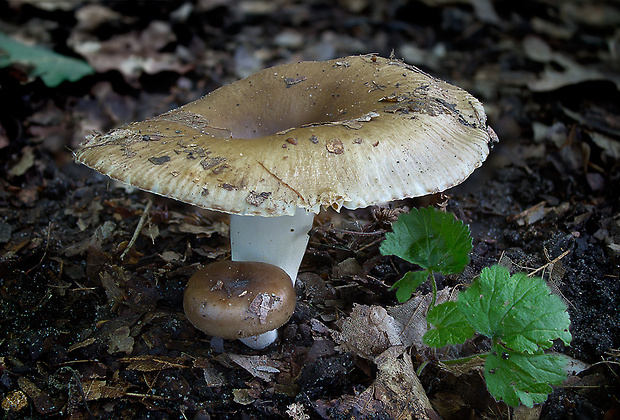 plávka Russula sp.