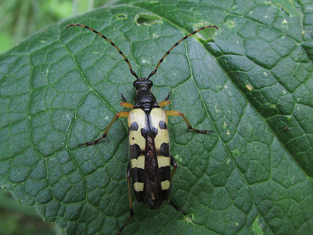 tesařík Rutpela maculata