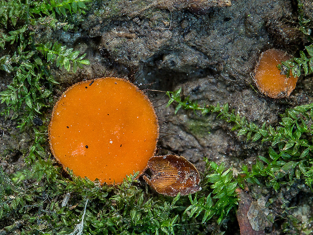 štítovnička Scutellinia sp.