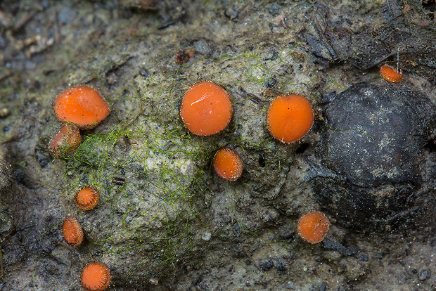 štítovnička Scutellinia sp.