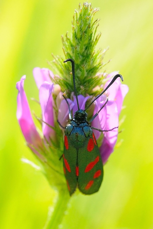 vretienka obycajna Zygaena filipendulae