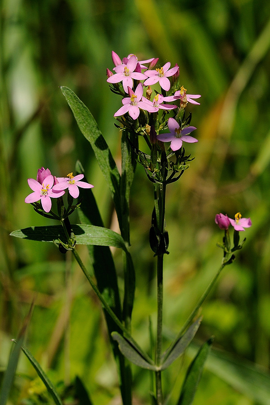 zemežlč menšia Centaurium erythraea Rafn