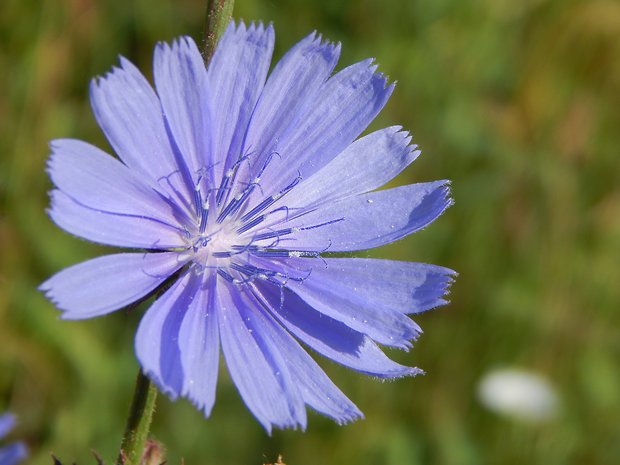 čakanka obyčajná Cichorium intybus L.