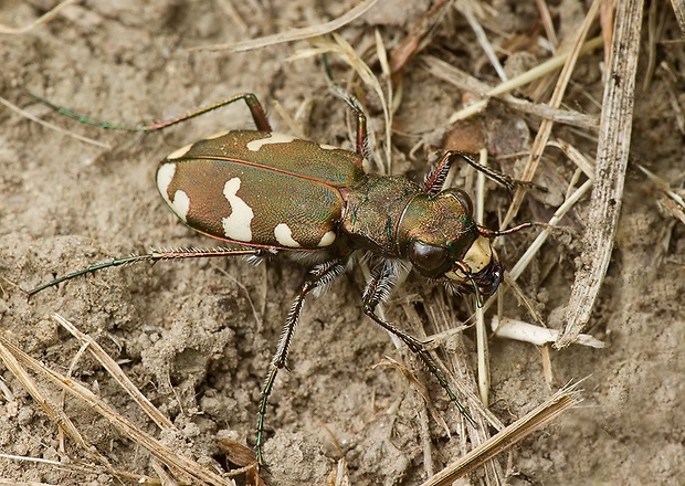 svižník lesný Cicindela sylvicola