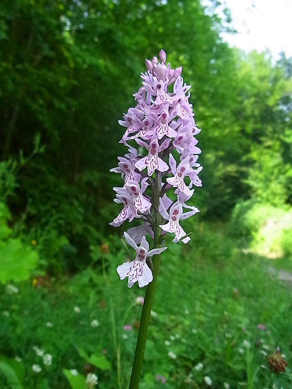 vstavačovec fuchsov pravý Dactylorhiza fuchsii subsp. fuchsii (Druce) Soó