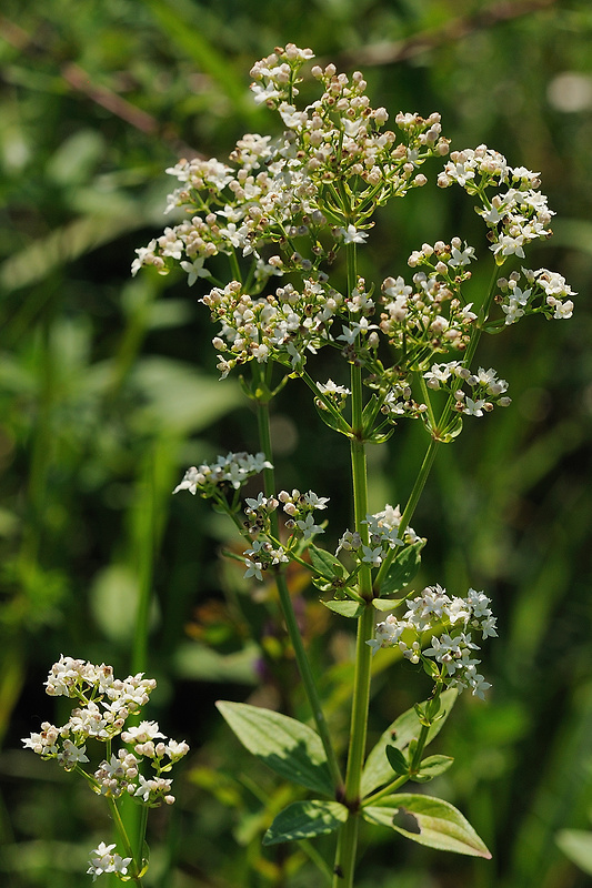 lipkavec severný Galium boreale L.