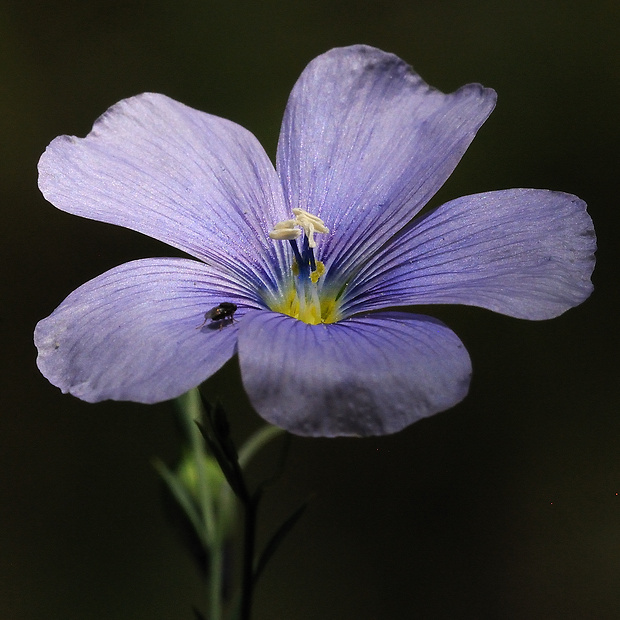 ľan rakúsky Linum austriacum L.