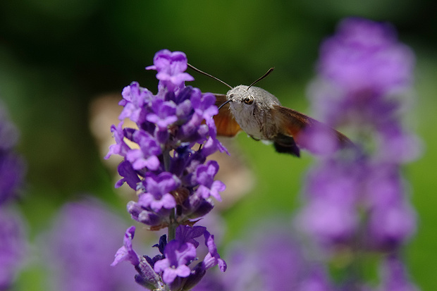 lišaj marinkový Macroglossum stellatarum