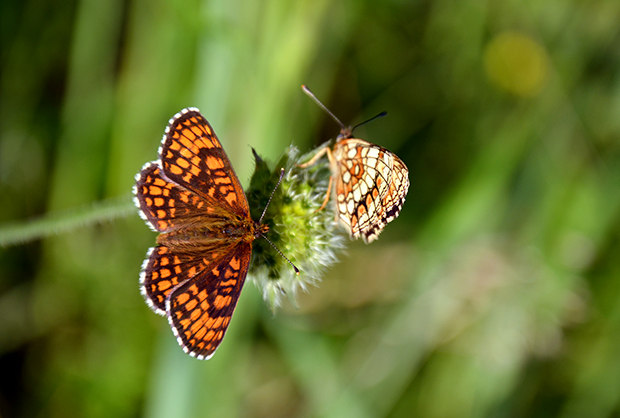 hnedáčik skorocelový - samec a samicka Melitaea athalia