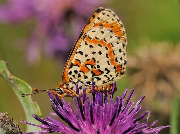 hnedáčik nevädzový  Melitaea phoebe