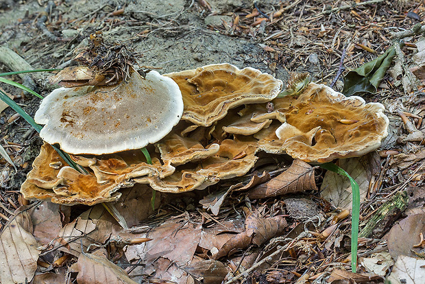 plstnačka obyčajná Onnia tomentosa (Fr.) P. Karst.