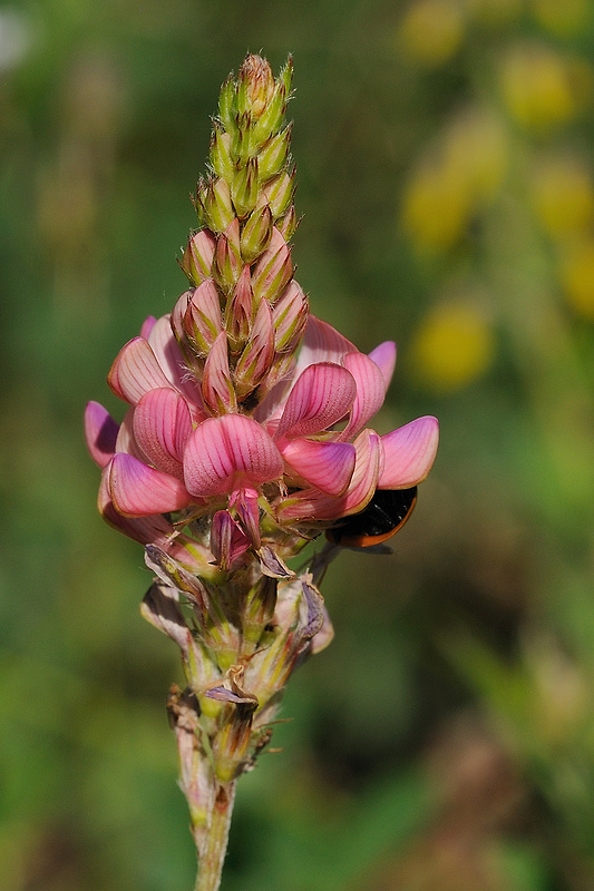 vičenec vikolistý Onobrychis viciifolia Scop.