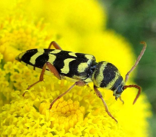 fuzáč Plagionotus floralis Pallas