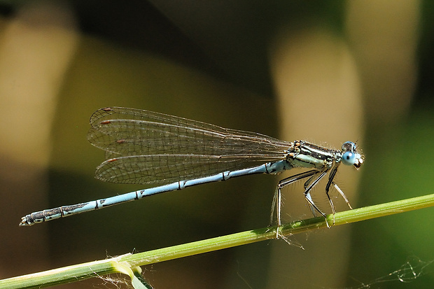 šidielko ploskonohé Platycnemis pennipes