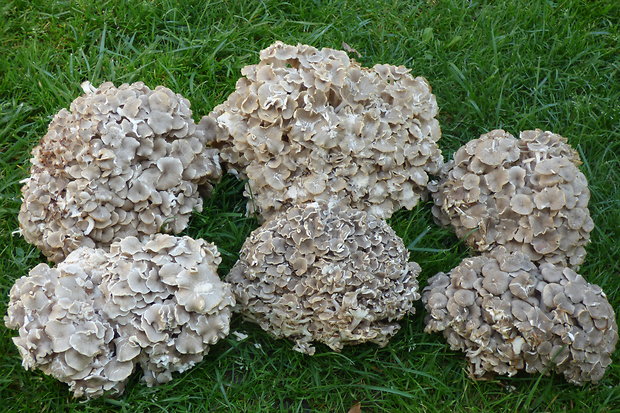 trúdnik klobúčkatý Polyporus umbellatus (Pers.) Fr.