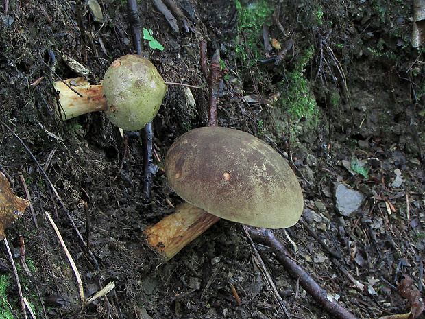 suchohríb červenohnedý Xerocomus ferrugineus (Kuntze) Singer