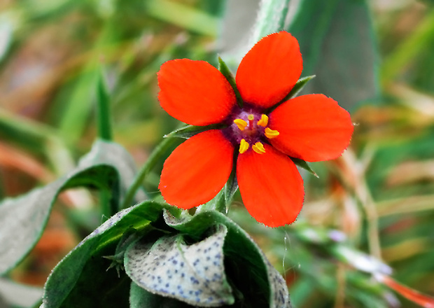 drchnička roľná Anagallis arvensis L.