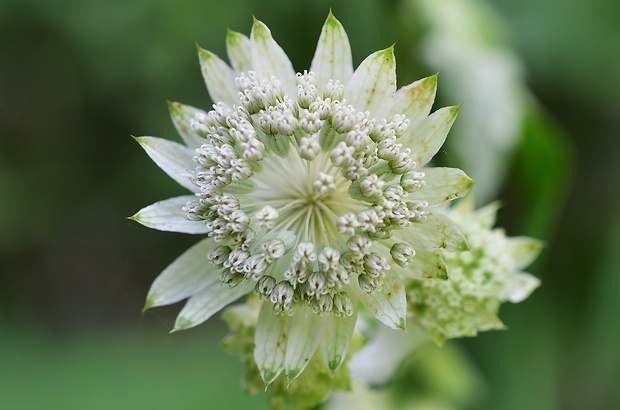 jarmanka väčšia Astrantia major L.