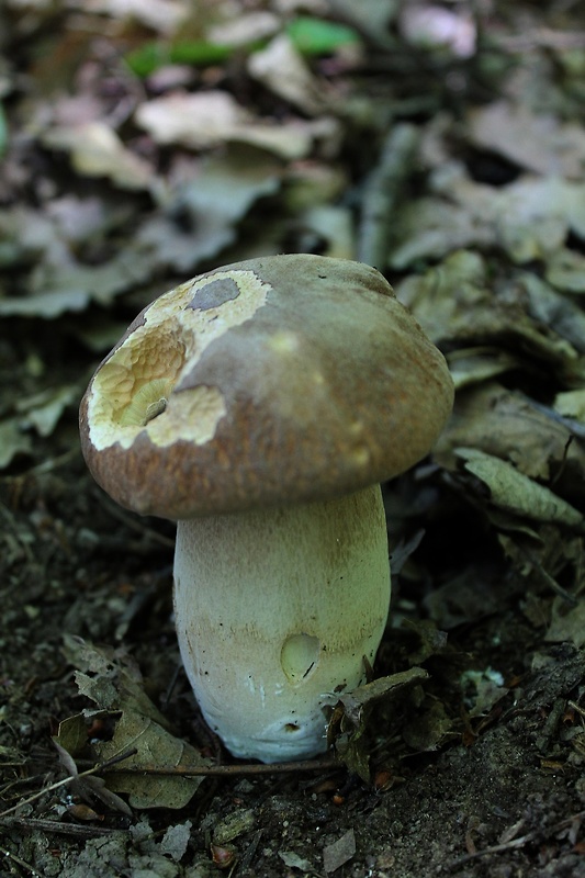 hríb dubový Boletus reticulatus Schaeff.