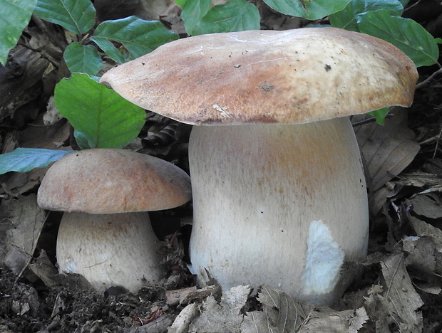 hríb dubový Boletus reticulatus Schaeff.