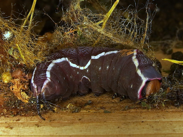 hranostajník vŕbový - kuklenie Cerura vinula