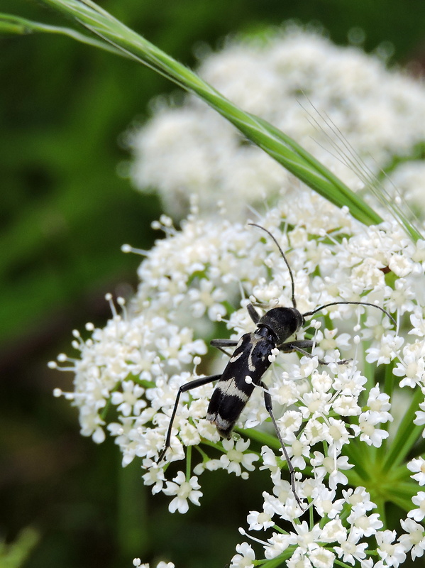 fuzáč  Chlorophorus figuratus