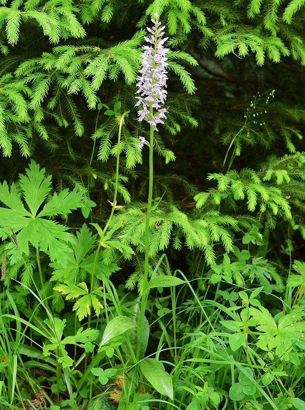 vstavačovec fuchsov pravý Dactylorhiza fuchsii subsp. fuchsii (Druce) Soó