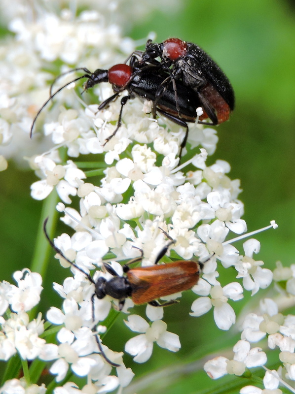 fuzáč   Dinoptera collaris