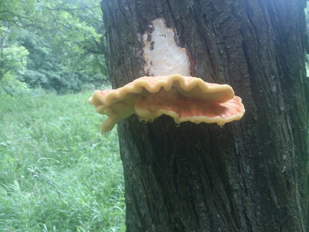 sírovec obyčajný Laetiporus sulphureus (Bull.) Murrill