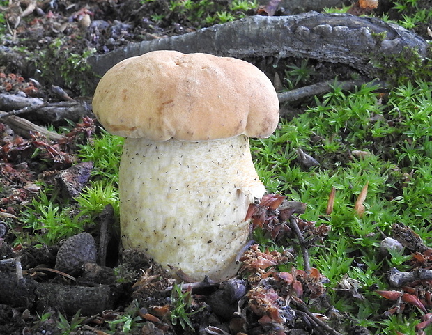 kozák dubový Leccinum crocipodium