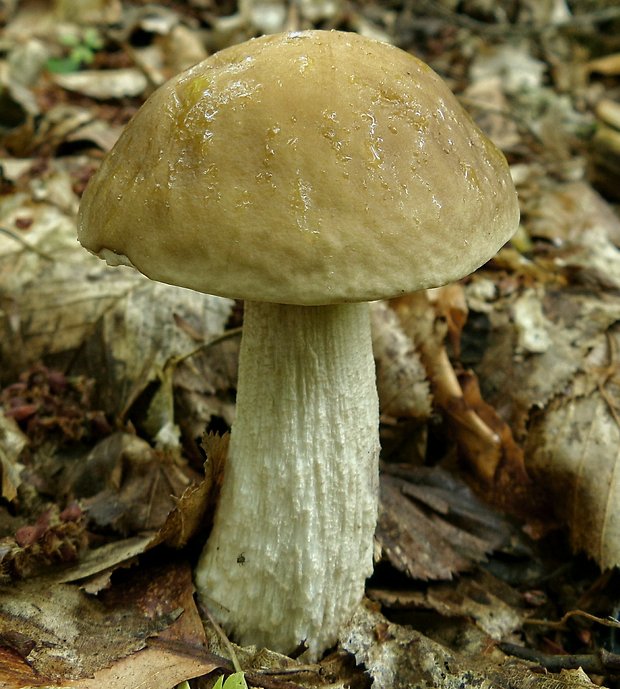 kozák hrabový Leccinum pseudoscabrum (Kallenb.) Šutara