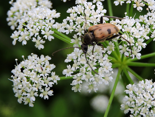 fuzáč rúbaniskový   Pachytodes cerambyciformis