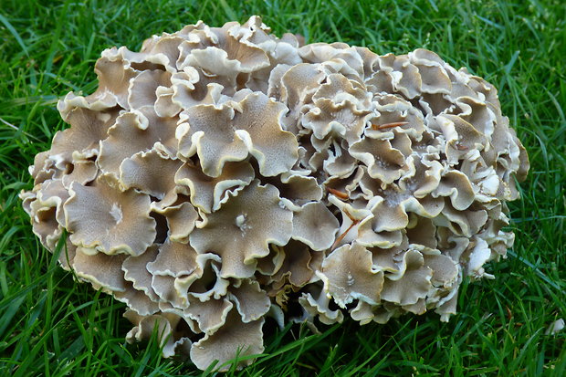 trúdnik klobúčkatý Polyporus umbellatus (Pers.) Fr.