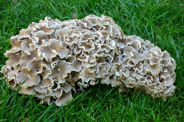 trúdnik klobúčkatý Polyporus umbellatus (Pers.) Fr.