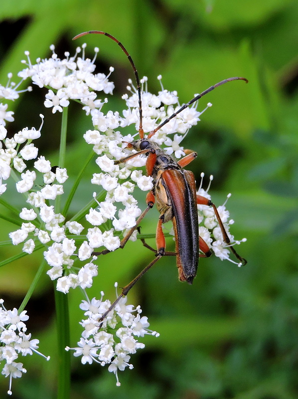 fuzáč  Stenocorus meridianus