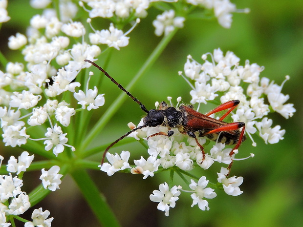 fuzáč Stenopterus rufus