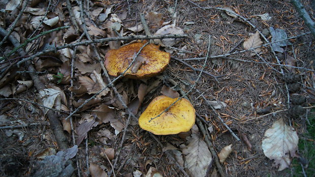 masliak smrekovcový Suillus grevillei (Klotzsch) Singer