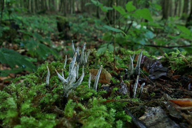 drevnatec Xylaria sp.