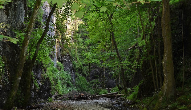 Slovenský raj,roklina Veľký Sokol.