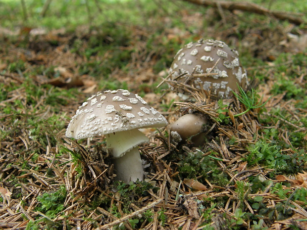 muchotrávka hrubá Amanita excelsa (Fr.) Bertill.