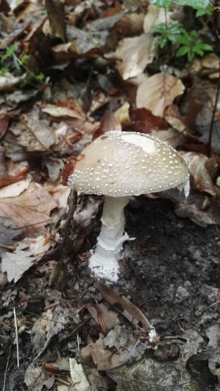 muchotrávka tigrovaná Amanita pantherina (DC.) Krombh.