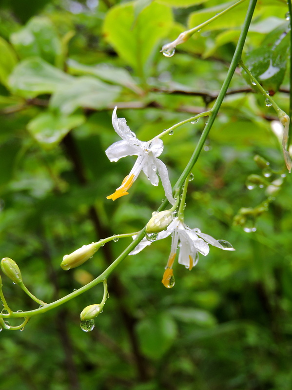 jagavka konáristá Anthericum ramosum L.